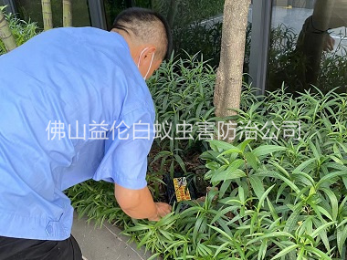 大沥园林灭治白蚁工程